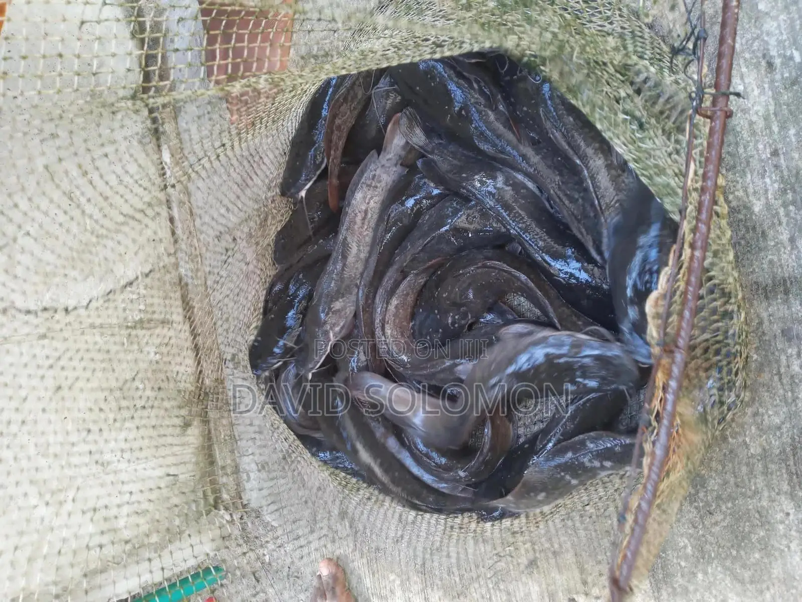 Table Size Catfish