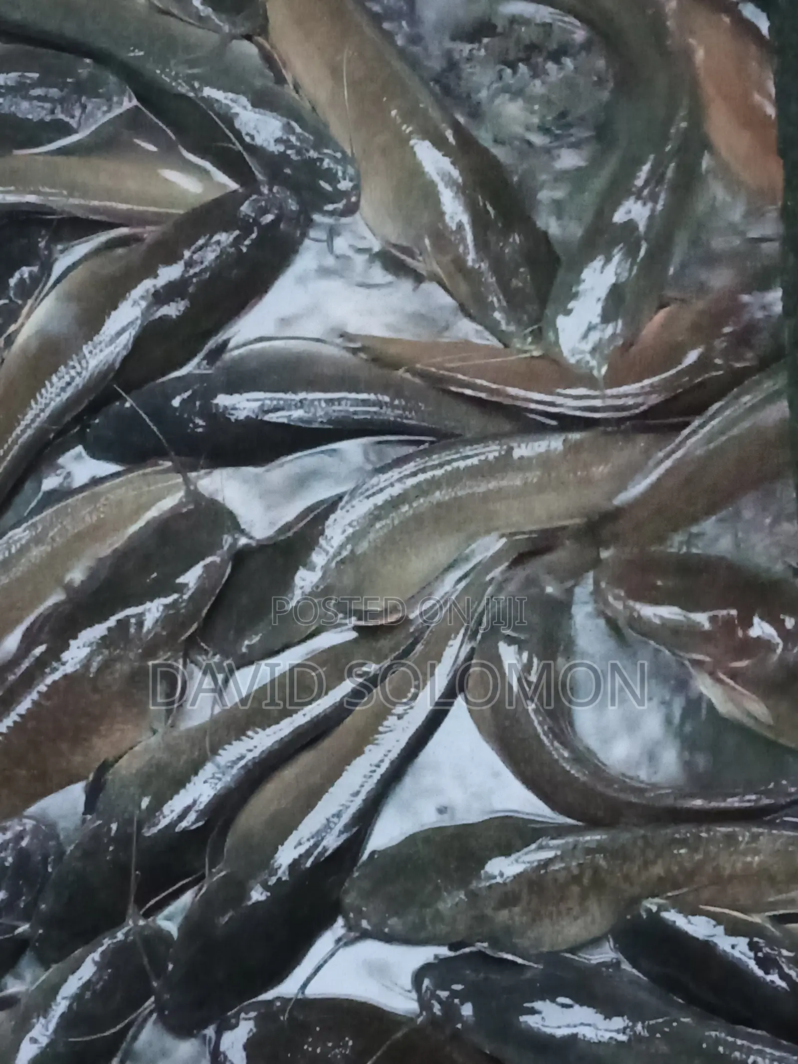 Table Size Catfish