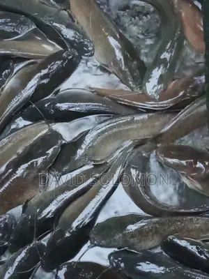 Table Size Catfish