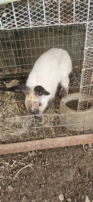 Quality Rabbits for Sale in Abuja Kubwa