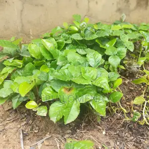Quality Breadfruit Seedling