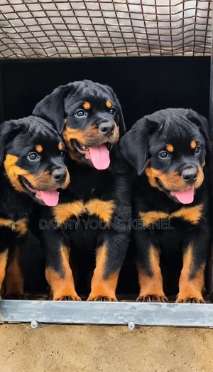 1-3 months Female Purebred Rottweiler