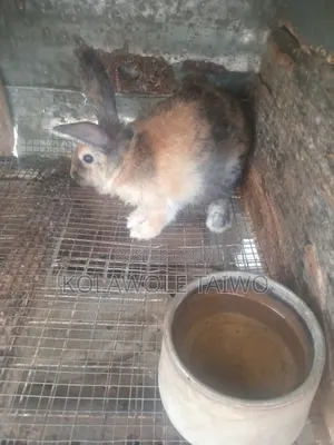 Healthy Rabbits for Sale (Heyla, Chinchilla Angora Breeds)