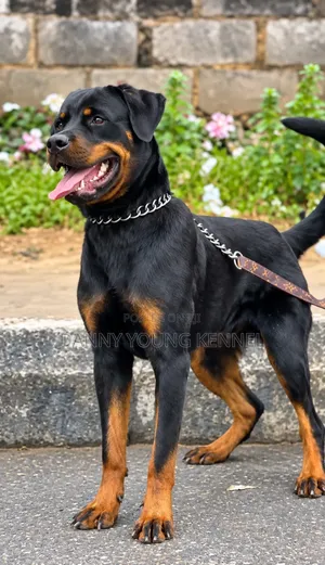 1+ year Male Purebred Rottweiler