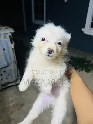 1-3 months Female Purebred American Eskimo