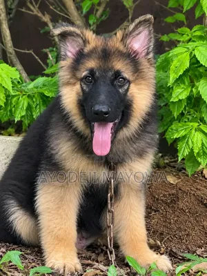 1-3 months Female Purebred German Shepherd