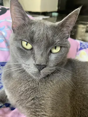1+ year Female Purebred Russian Blue