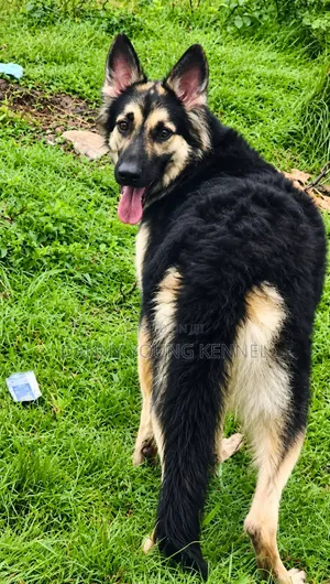 1+ year Female Purebred German Shepherd