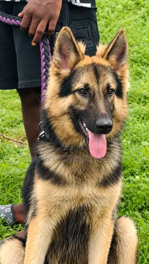 1+ year Male Purebred German Shepherd