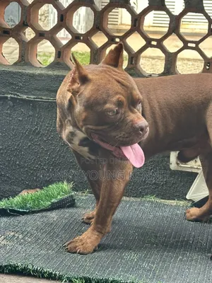 6-12 months Male Purebred American Bully
