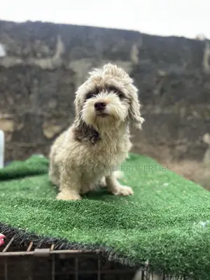 6-12 months Male Purebred Lhasa Apso