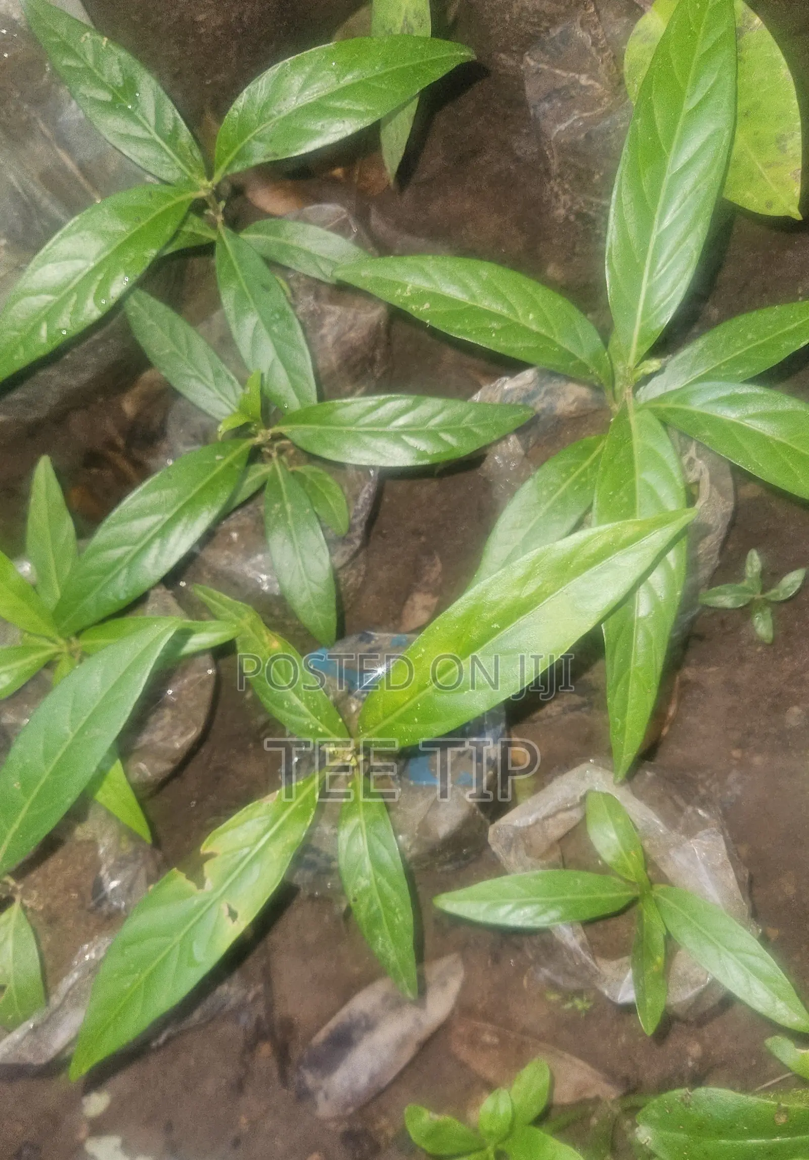 Noni Seedlings
