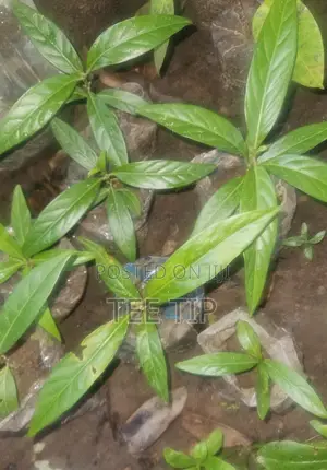 Noni Seedlings