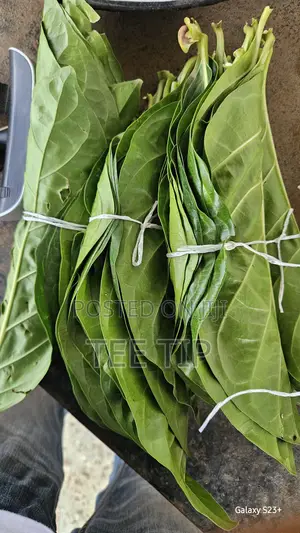 Noni Leaves