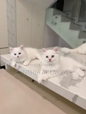 1-3 months Male Purebred Persian