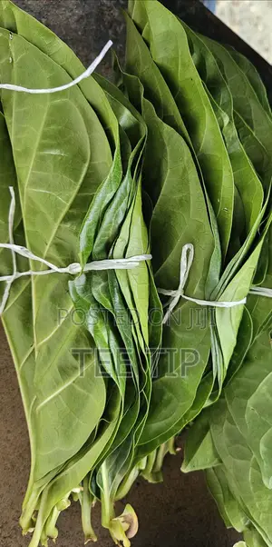 Noni Leaves