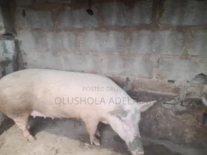 Duroc and Landrace Pig
