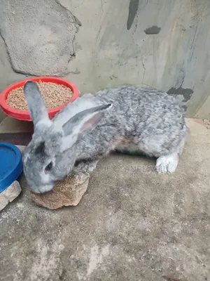 Chinchilla,Angora, Havana Etc