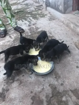 0-1 month Female Purebred German Shepherd