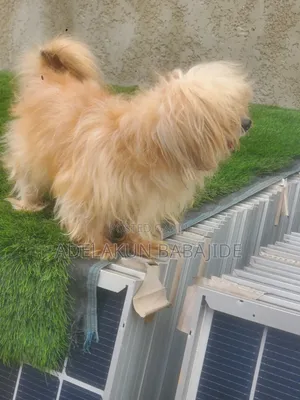 1+ year Male Purebred Lhasa Apso