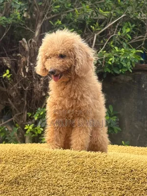 1+ year Female Purebred Poodle