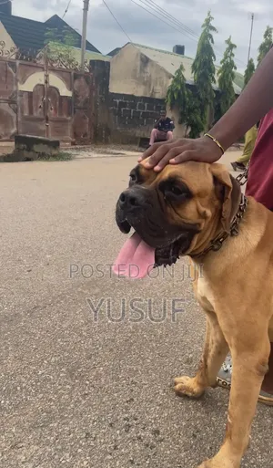 Ped Quality Stud Male Boerboel