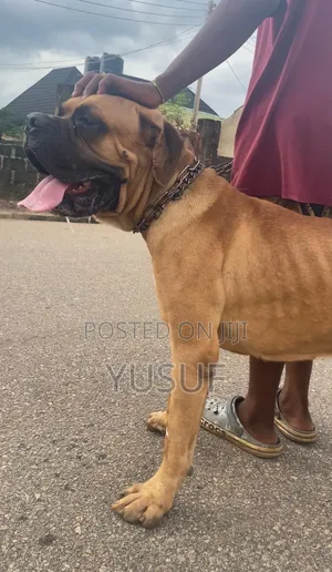 Ped Quality Stud Male Boerboel
