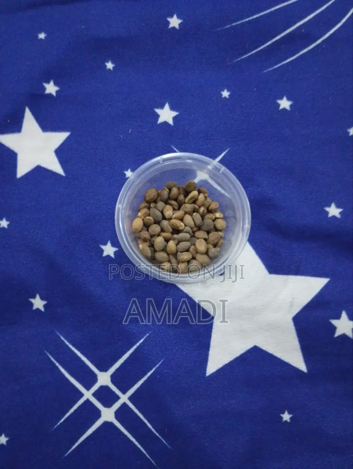Ghana Seed/Miracle Seed