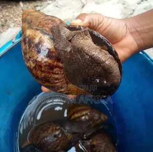Jumbo Size Snails
