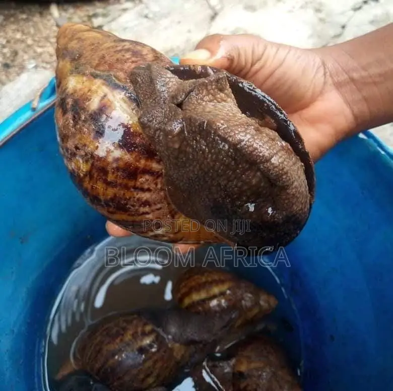 Jumbo Size Snails