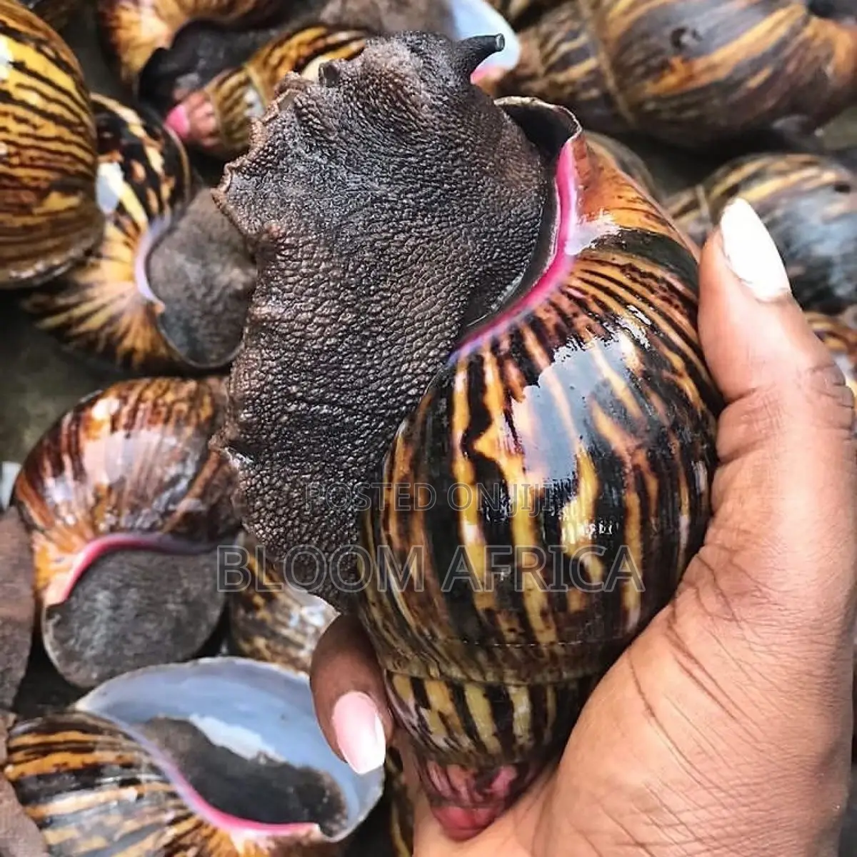 Jumbo Size Snails