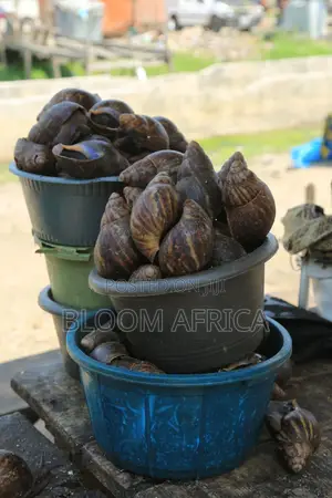 Jumbo Size Snails
