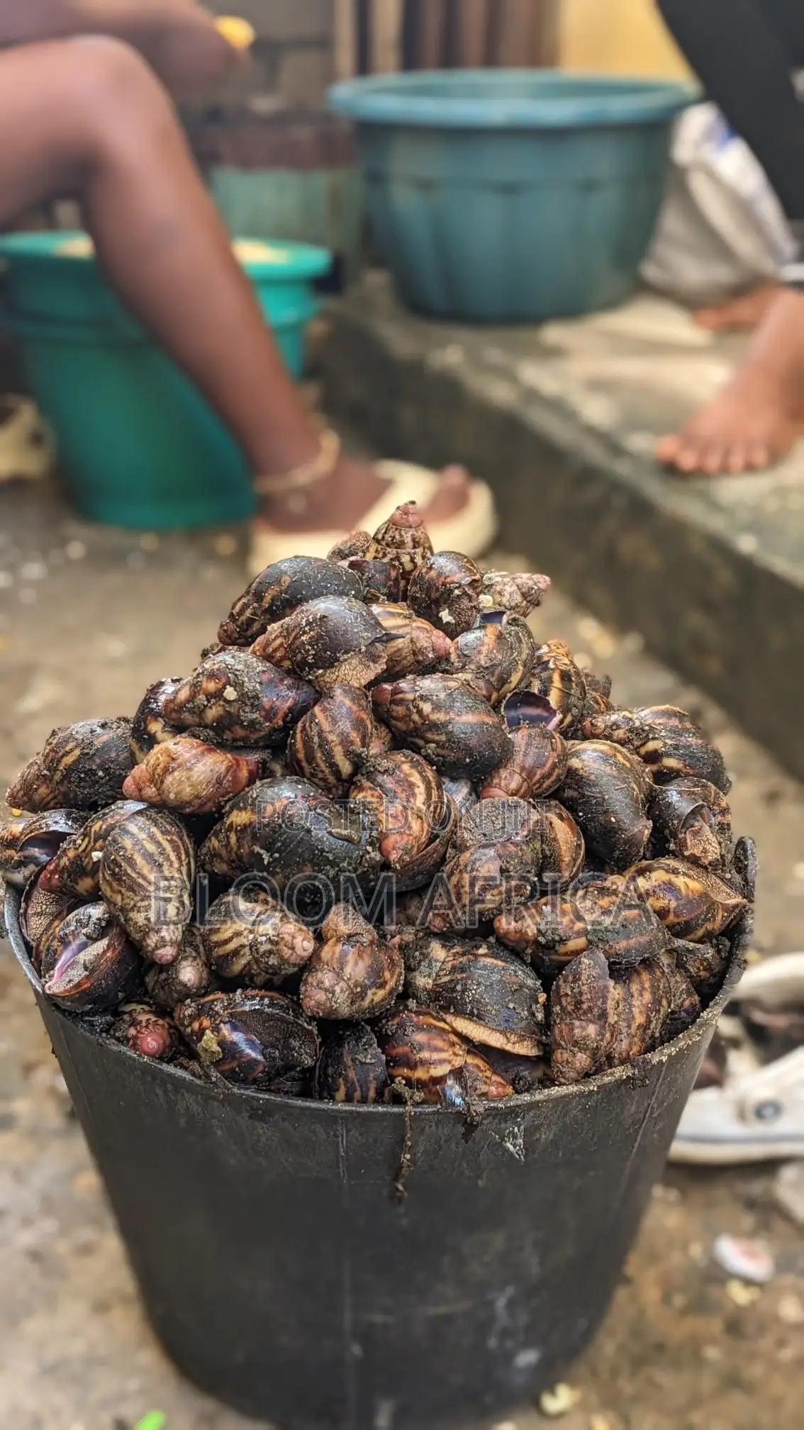 Jumbo Size Snails