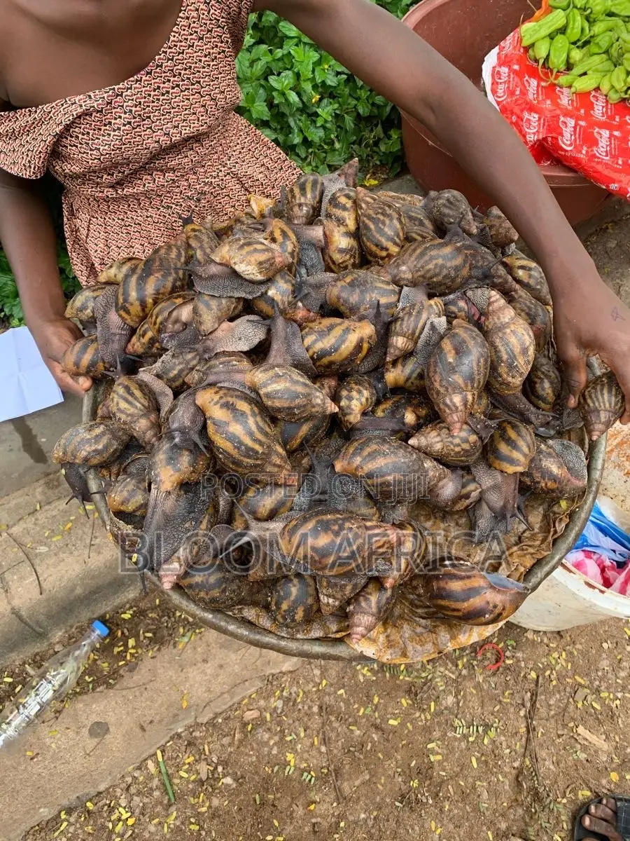 Jumbo Size Snails