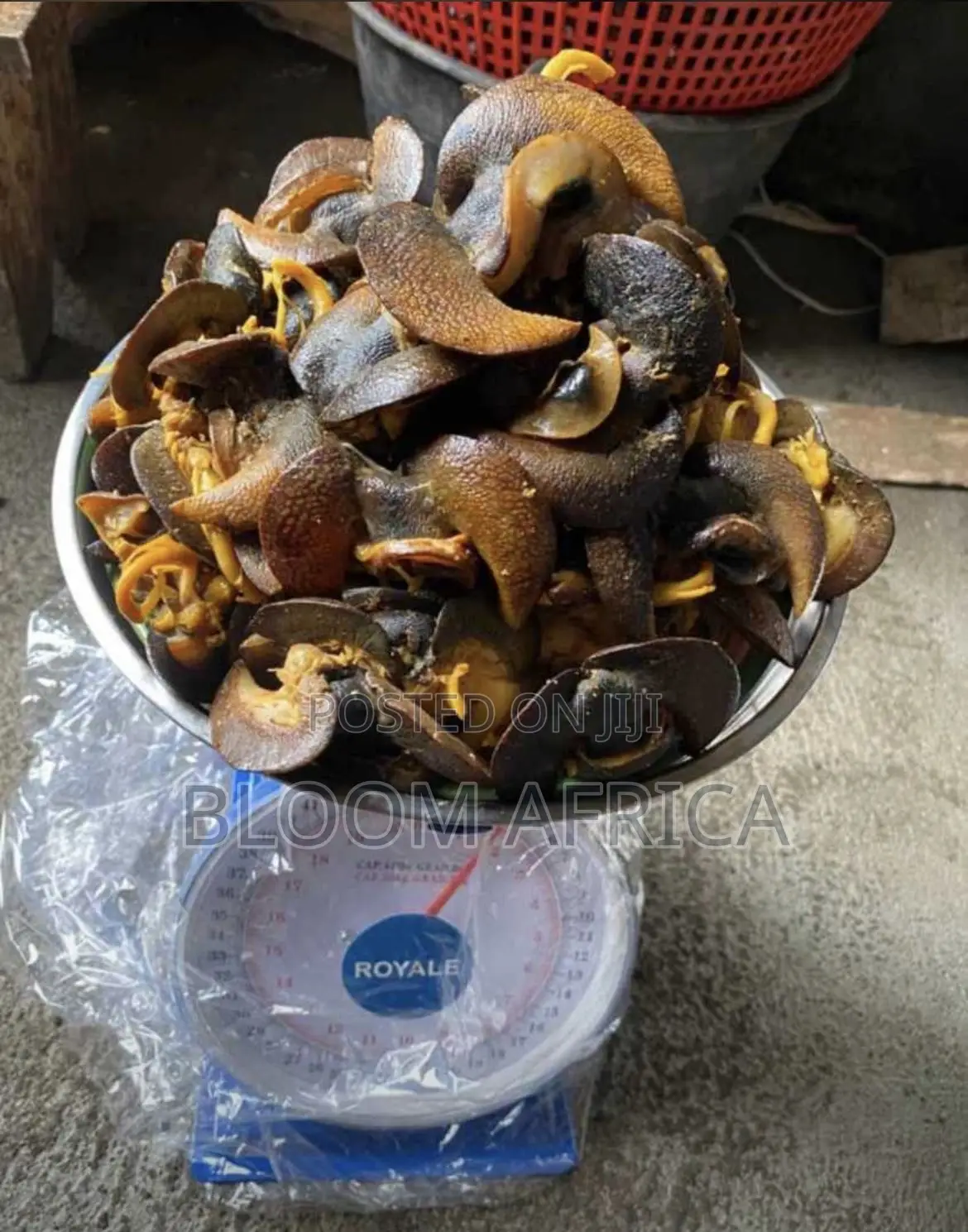 Jumbo Size Snails