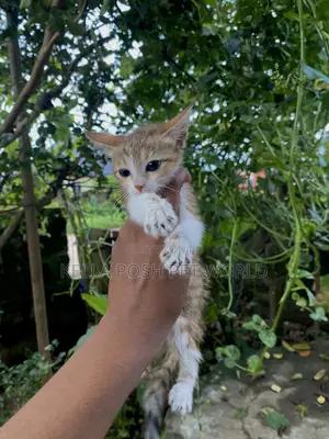 0-1 month Female Mixed Breed Tabby