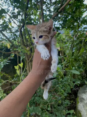 0-1 month Female Mixed Breed Tabby