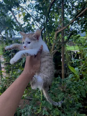 1-3 months Female Purebred Tabby