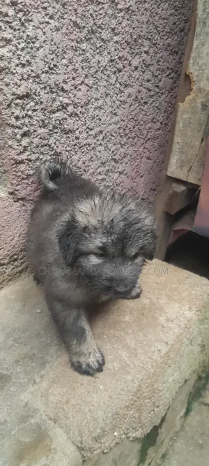 0-1 month Female Purebred Caucasian Shepherd
