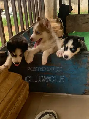 1-3 months Male Purebred Siberian Husky