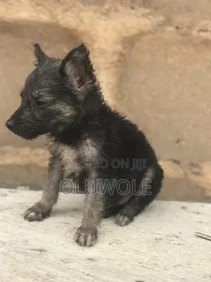 1-3 months Male Mixed Breed German Shepherd