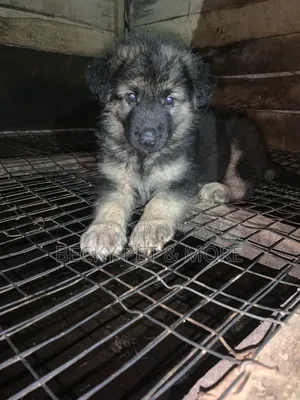 1-3 months Female Purebred German Shepherd