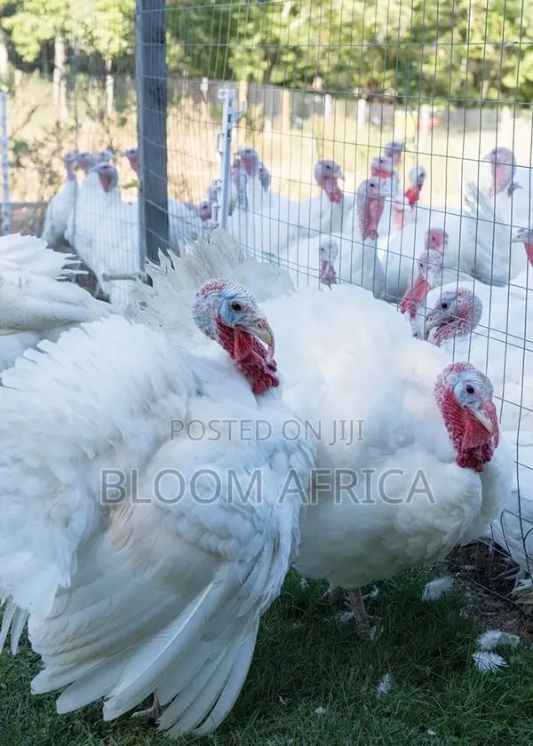 High Quality Turkey Birds