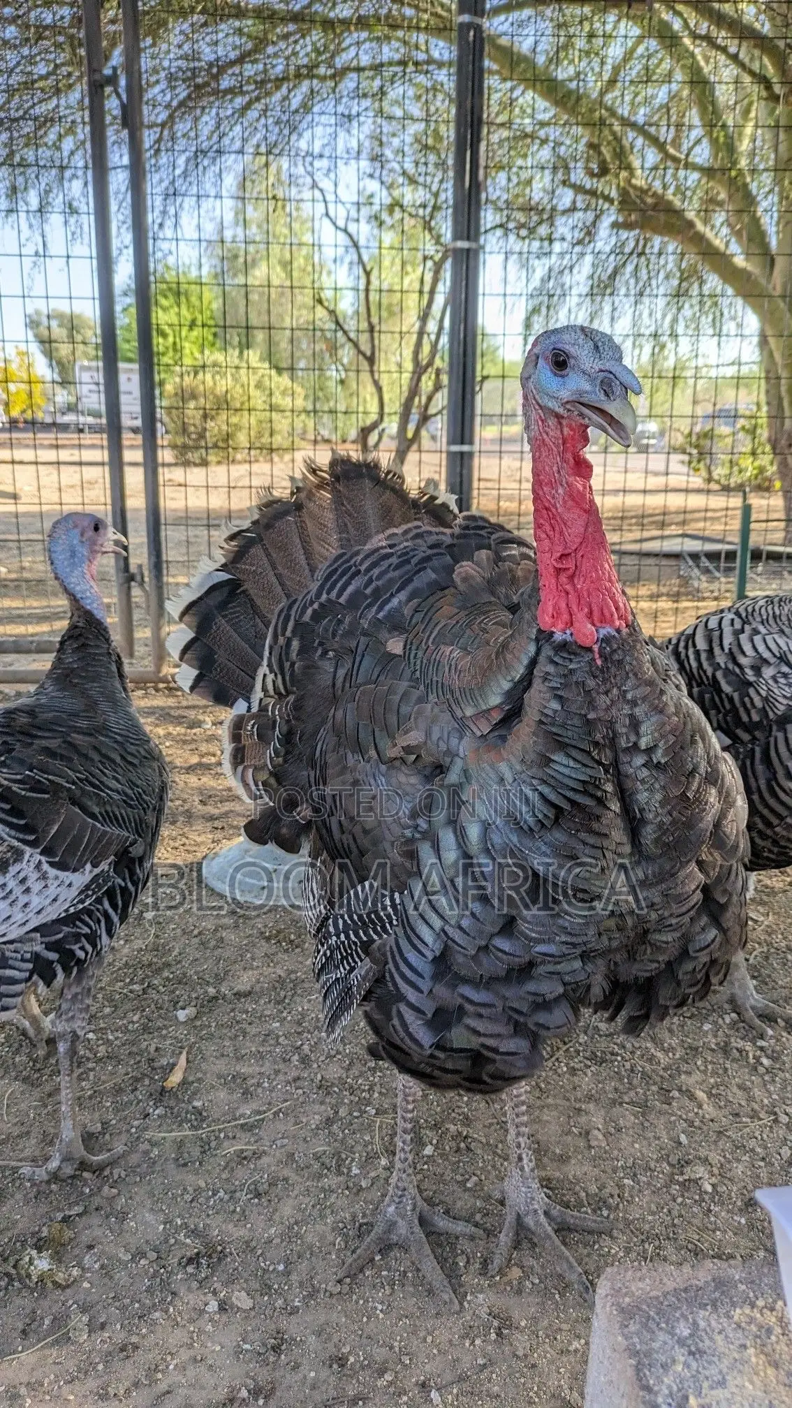 High Quality Turkey Birds