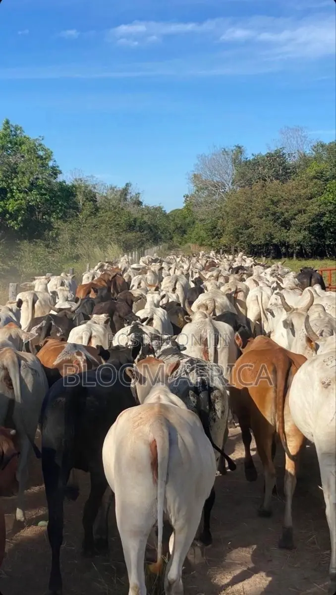 Healthy Cows
