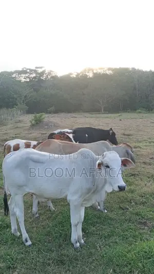 Healthy Cows
