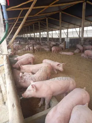 Farm Anmals