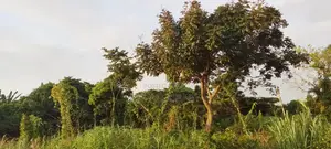 Landed Property