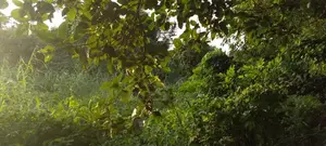 Landed Property