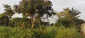Landed Property